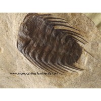 Trilobites AAA
