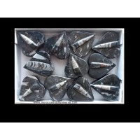 Orthoceras box #1
