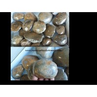 Coral fossil tumbled